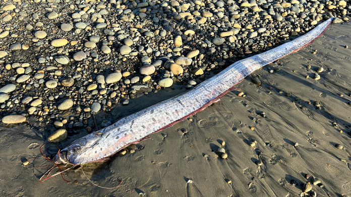 'Doomsday fish,' rumored to bring bad omens, washes ashore in popular surf town
