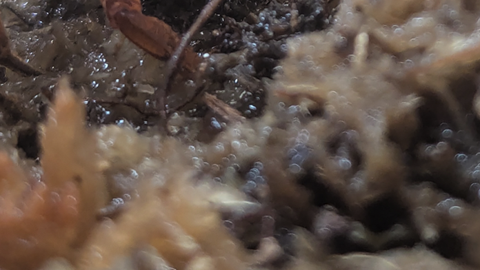 Halloween crab rescued at airport is now on display at zoo: 'Charming crustacean'