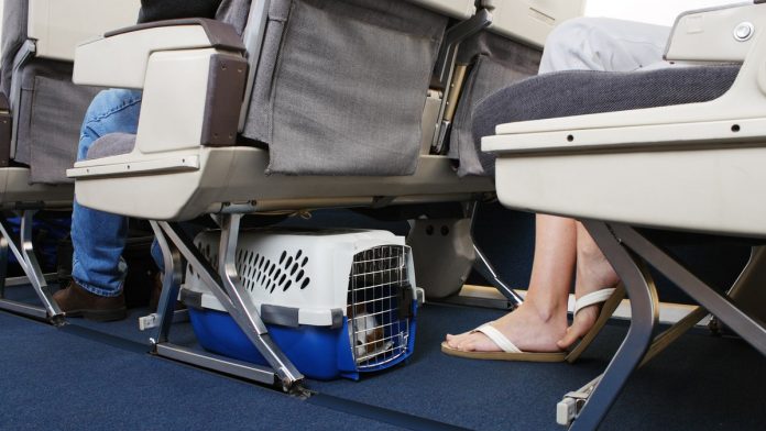 Airline passenger sparks debate after being seated near massive dog on plane: 'Couldn't move'