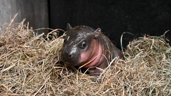Zoo in Virginia launches poll to name newborn pygmy hippopotamus calf