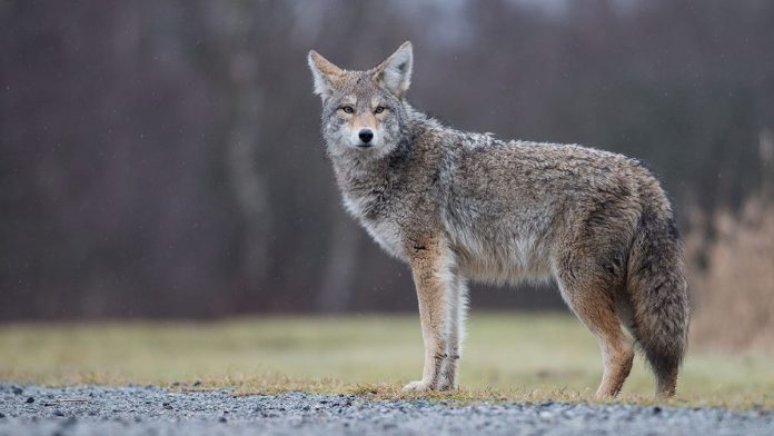 United Airlines flight returns to Chicago after hitting coyote