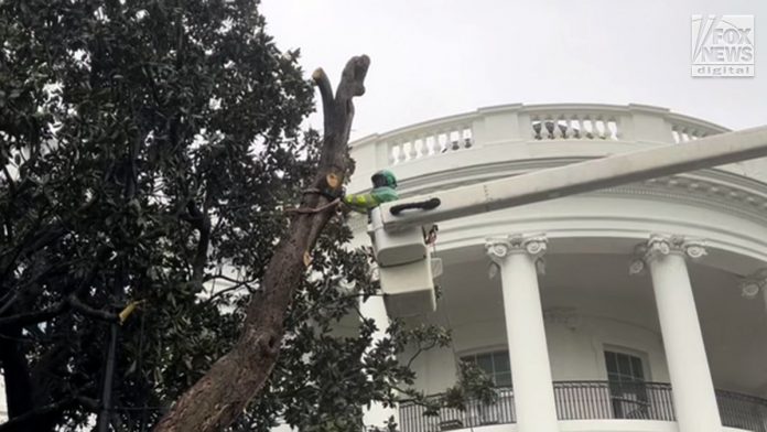 Trump to plant new Jackson magnolia tree after White House chop-down: 'We've done everything for this tree'