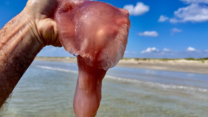 Surge of rare jellyfish sightings across multiple beaches stumps experts