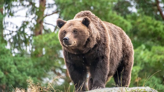 Man dies in likely bear attack at Arkansas campsite days after sending photos of animal to family