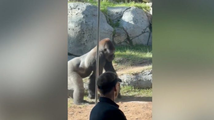 Terrifying video shows gorilla smash glass as crowd reacts in disbelief