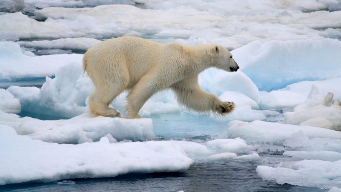 Boater's stunt to awaken sleeping polar bear backfires after brazen horn blast