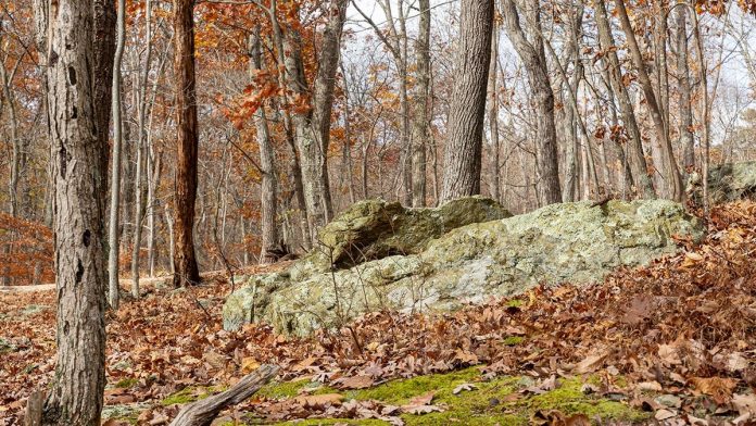 Dangerous rabid beavers attack 2 teens, with 1 airlifted and popular park partially closed