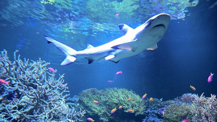 Shark Week advisory as warming seas push blacktips farther north along East Coast