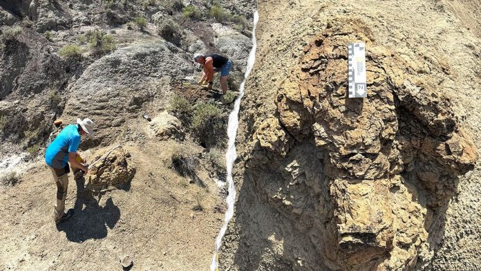T rex footprints unearthed in first-ever discovery 66 million years after creature walked the Earth
