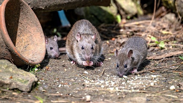 America’s most rat-infested cities ranked as Midwest surprise cracks top 10
